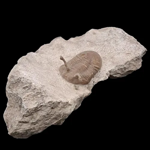 Asaphus kawalewskii Display Piece - 1