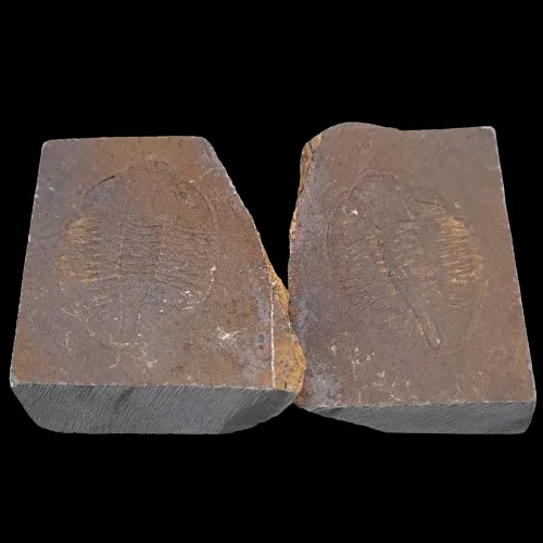 Ogyginus corndensis Positive/Negative