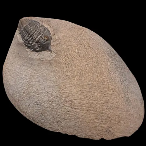 Pilletina zguidensis