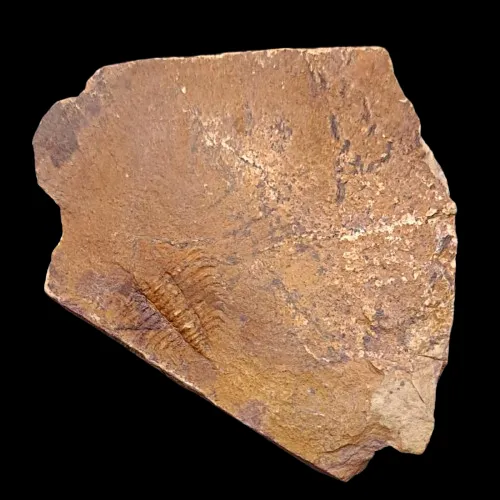 Olenus gibbosus