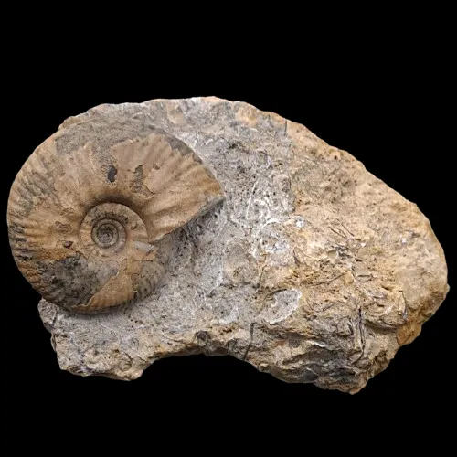 Proplanulites sp.