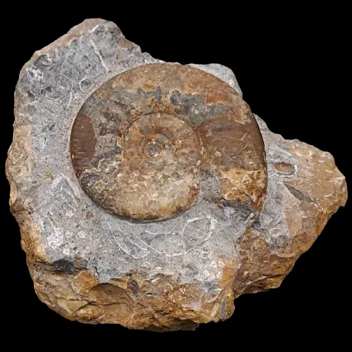 Kepplerites sp.