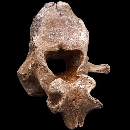 Bison Vertebra