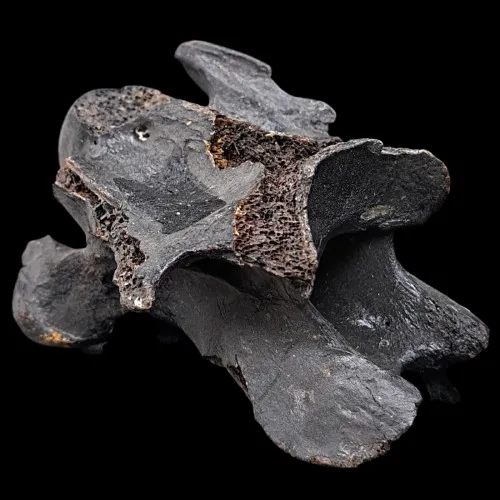 Horse Vertebra