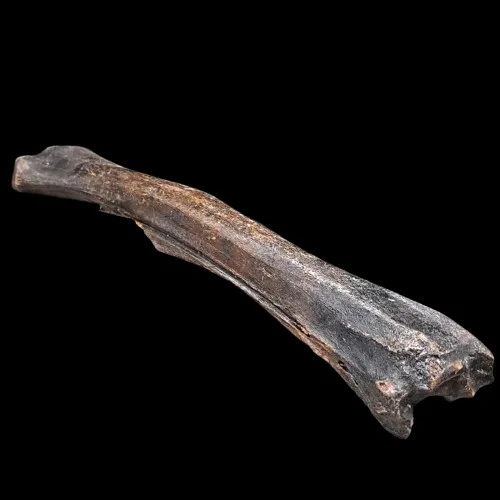 Deer Bone