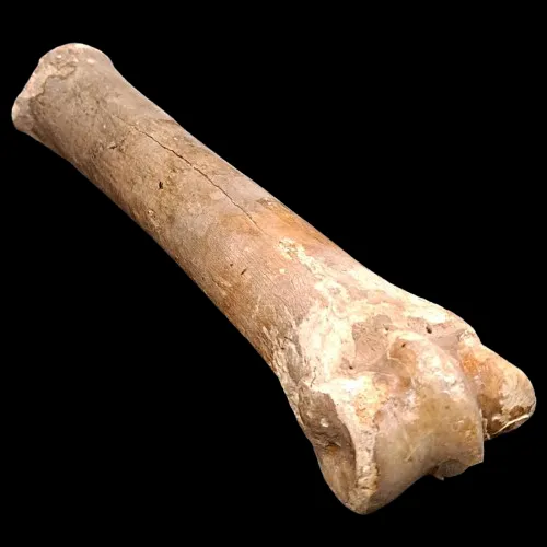 Horse Bone