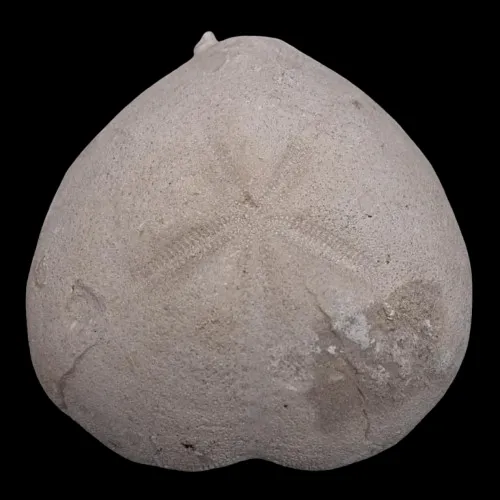 Micraster sp.