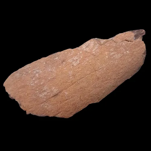 Dinosaur Bone - Morocco