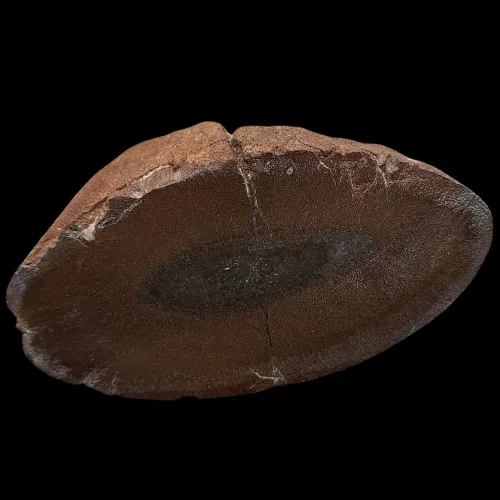 Plesiosaur Humerus Fragment - Cut and Polished