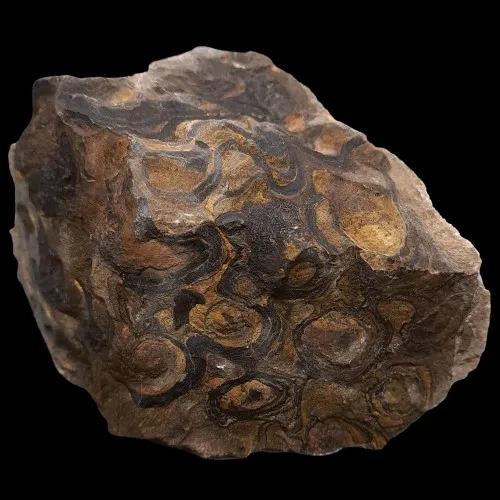 Stromatolite Display Piece - 2