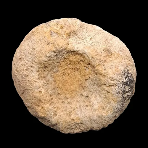 Siphonia sp.