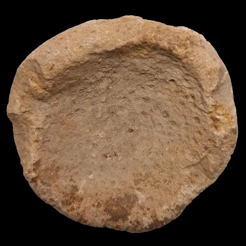 Jerea clavata