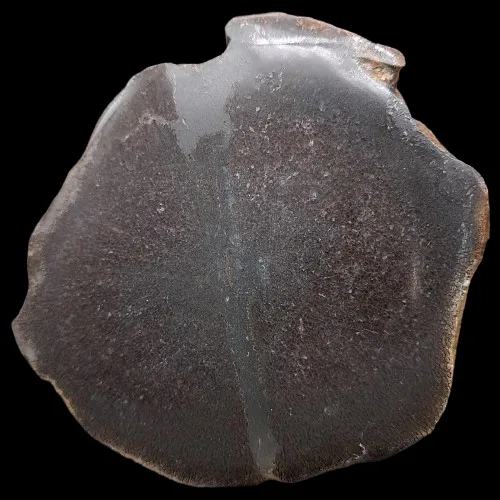 Ichthyosaur Vertebra Section - Cut and Polished