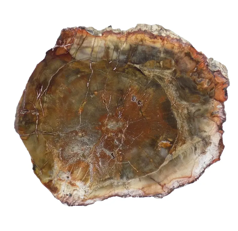 Fossil Wood Slices