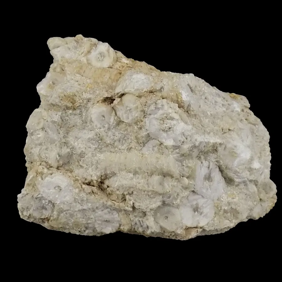 Crinoidal Limestone - Derbyshire