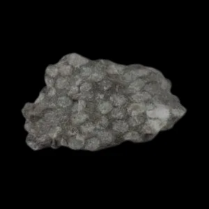 Coral Limestone - Anglesey