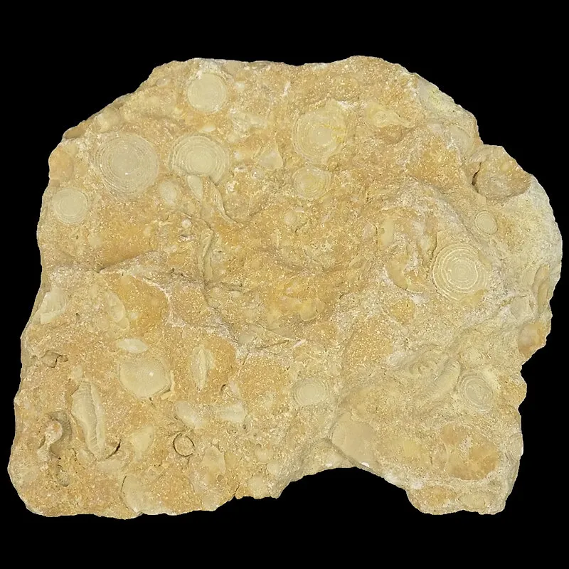 Nummulites Laevigatus in Limestone Matrix