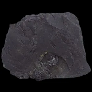 Shale (Graptolitic)