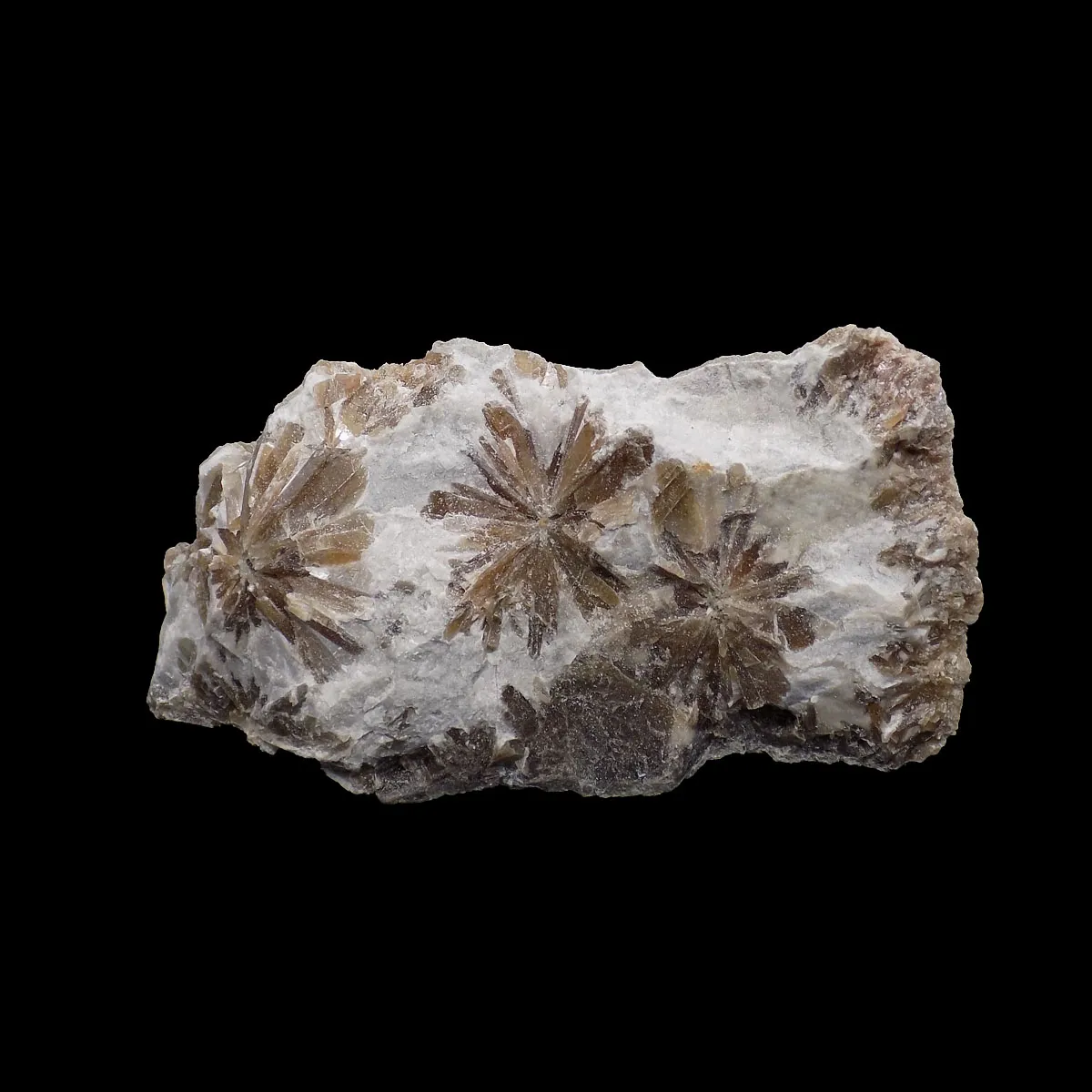 Gypsum - Daisy Bed (UK)