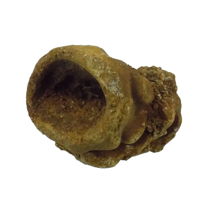 Raphidonema farringdonense