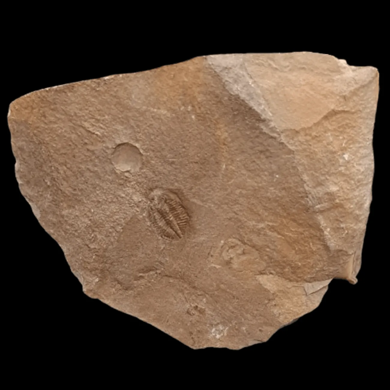 Ogyginus corndensis Trilobite