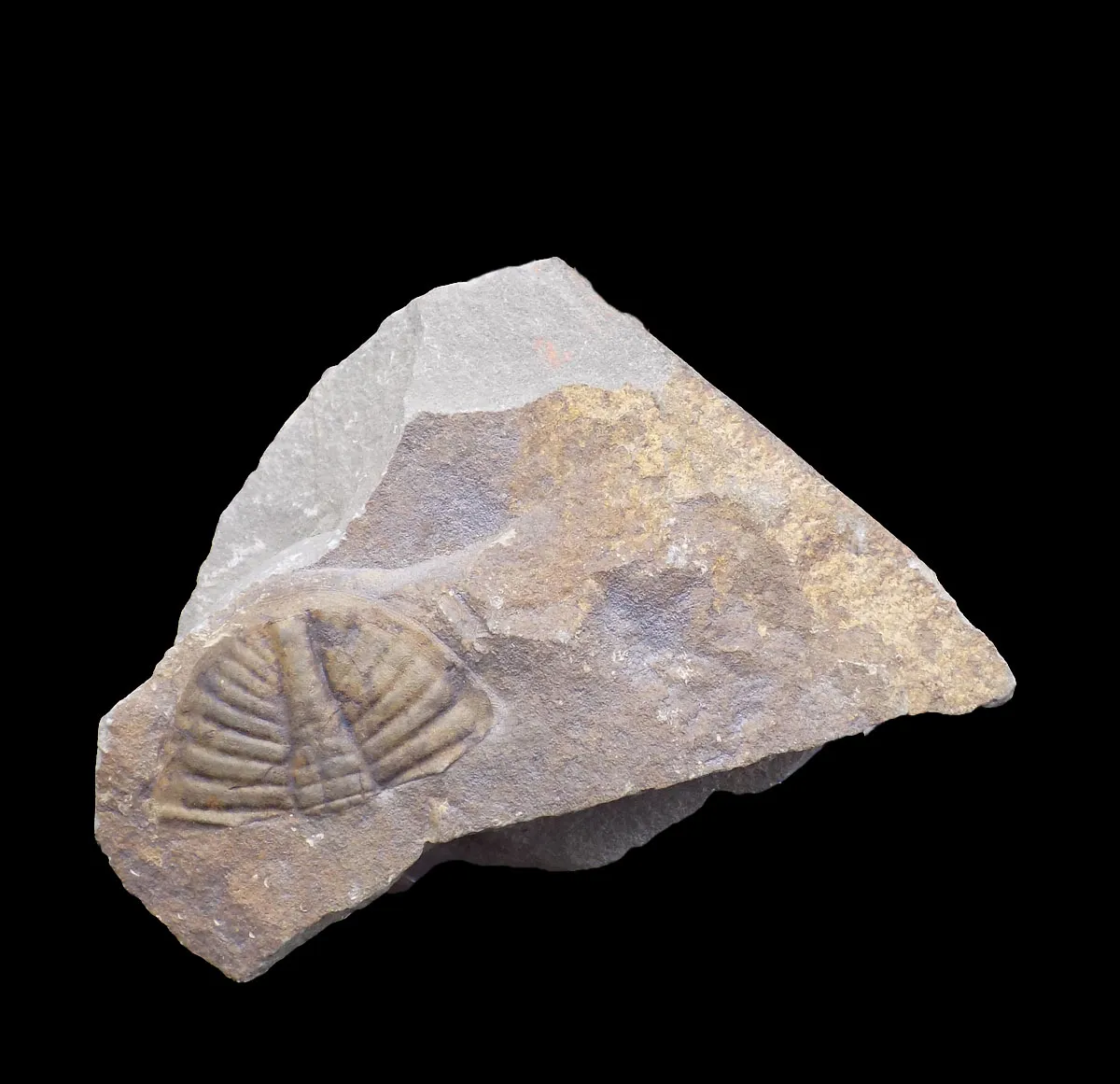 Ogyginus sp. pygidium