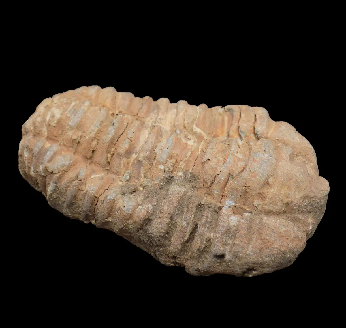 Flexicalymene sp.