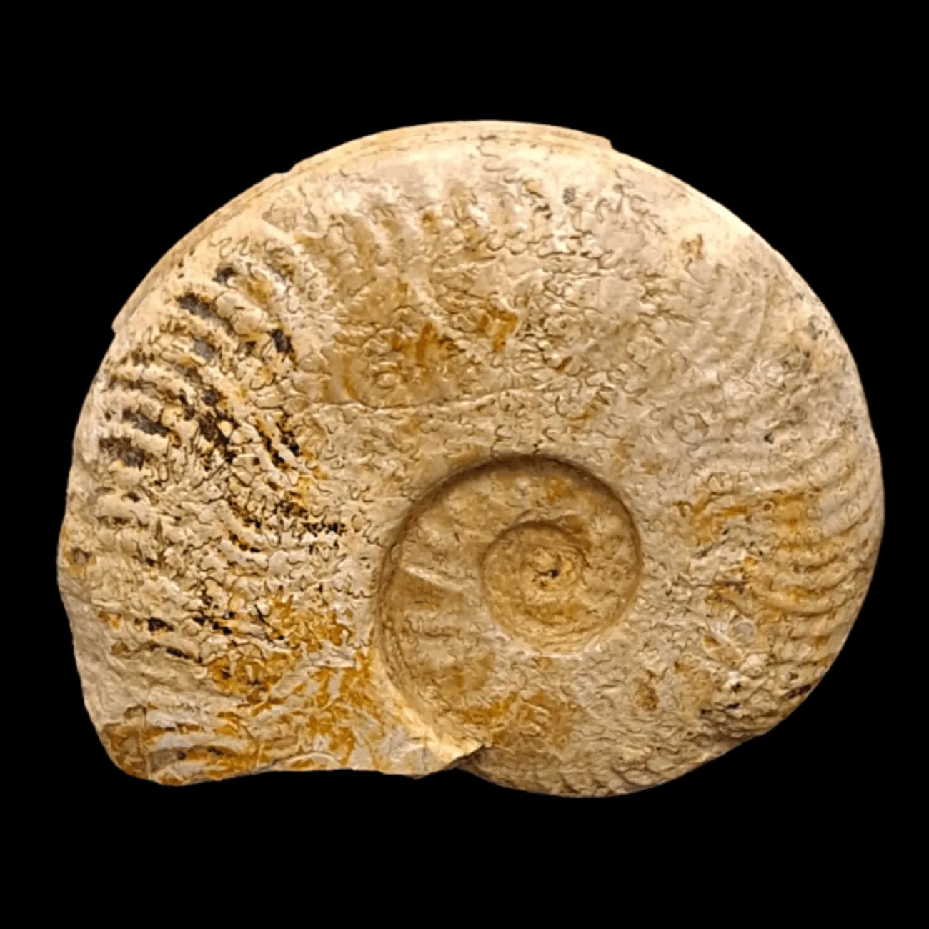 Harpoceras sp.
