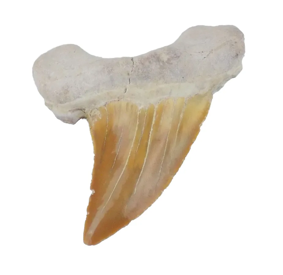 Otodus Obliquus Teeth