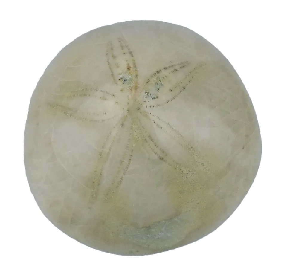 Polished Echinoids (Florida)