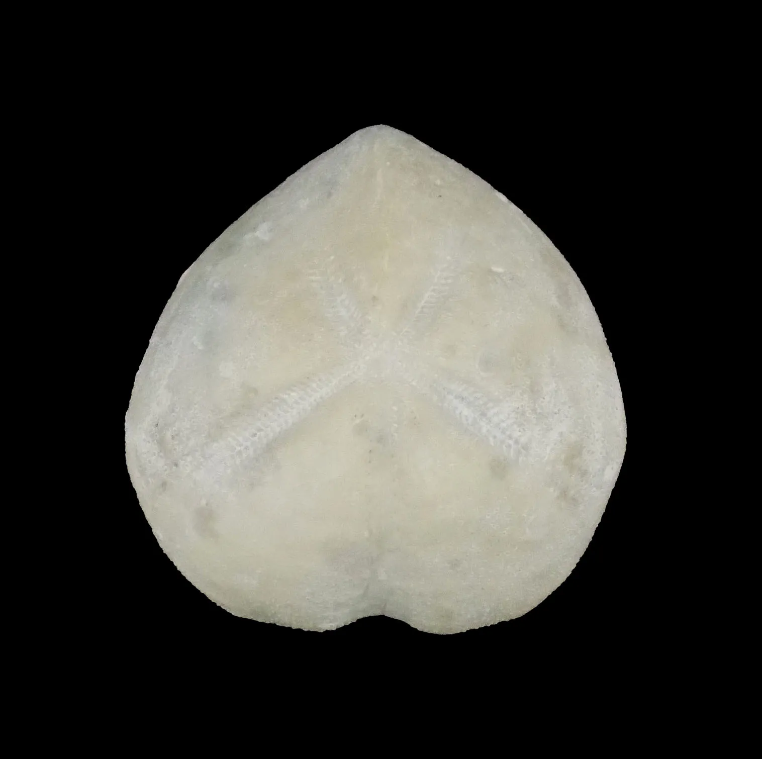 Micraster Cortestudinarium