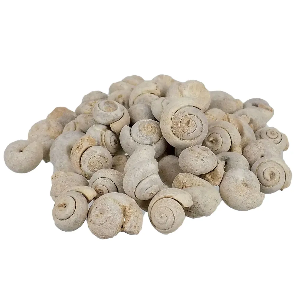 Gastropods - Morocco