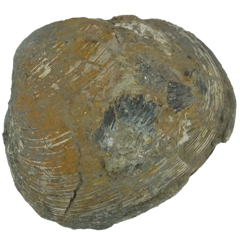 Mactromya Cardioides - B Grade