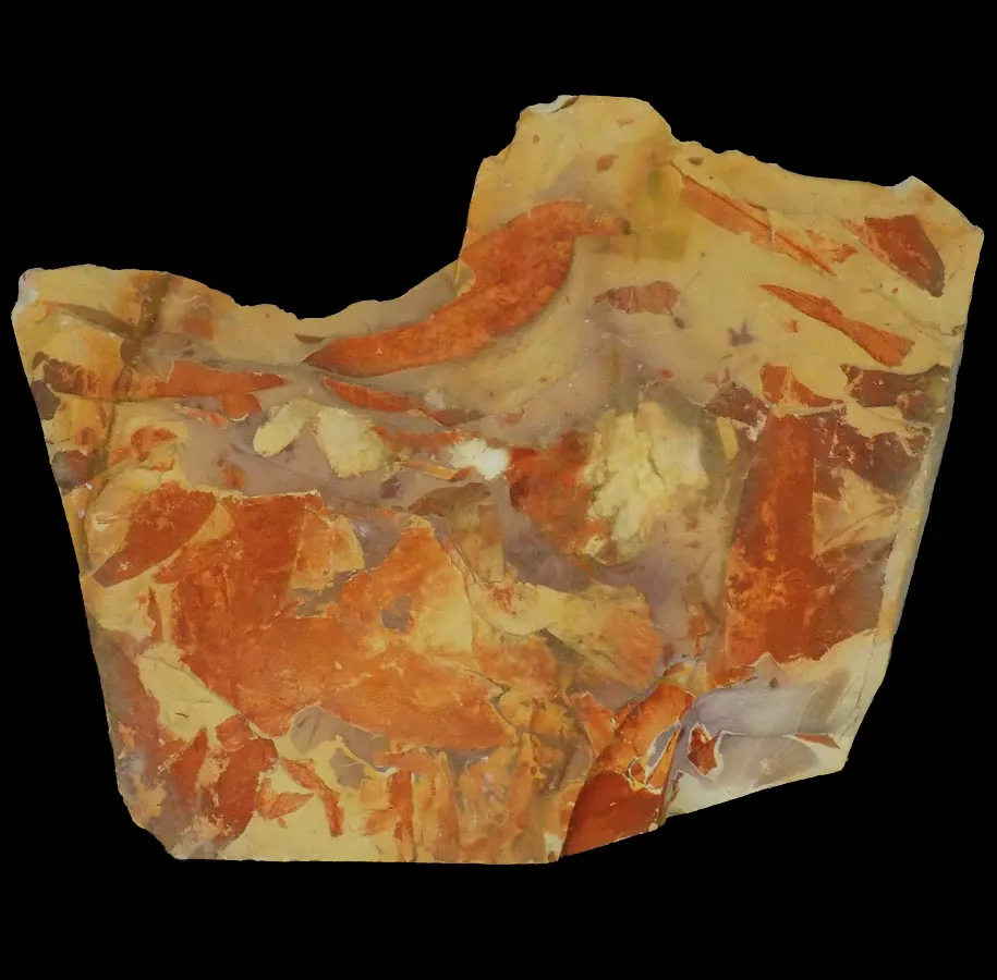 Glossopteris