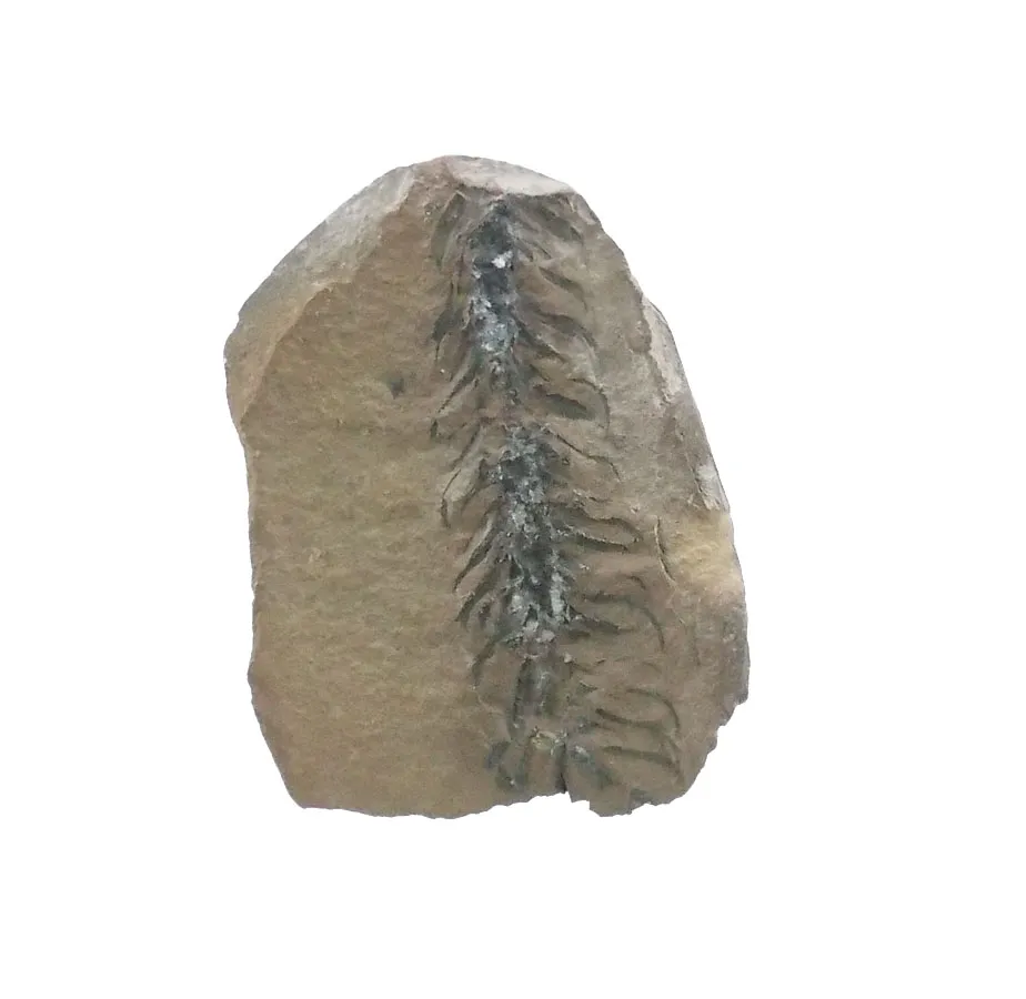Lepidostrobus