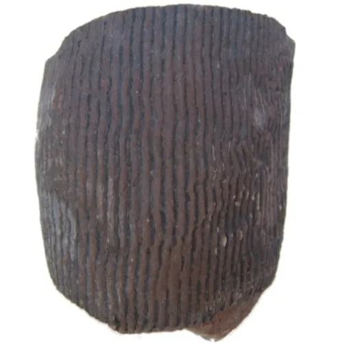 Calamites
