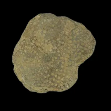 Heliolites Interstinctus