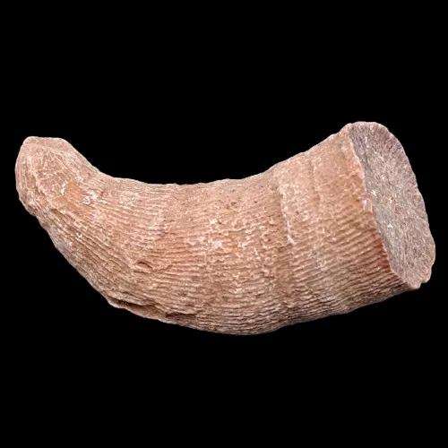 Heliophyllum Horn Coral - Morocco