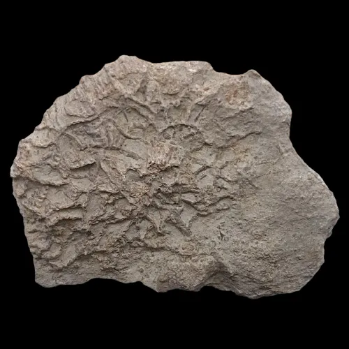 Halysites catenularius