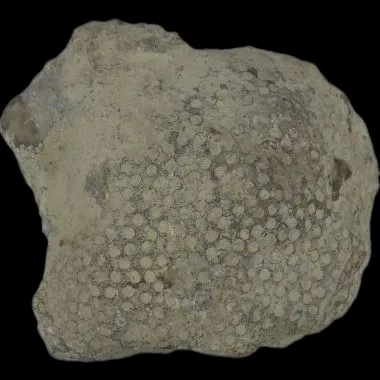 Favosites Gothlandicus
