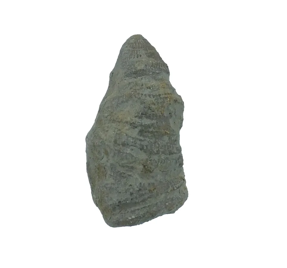 Horn Coral