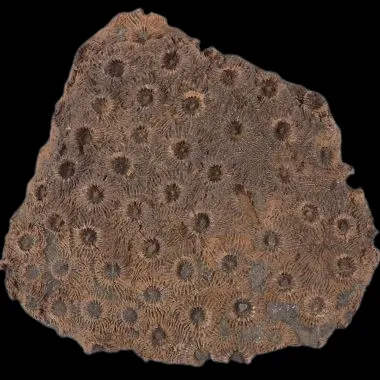 Phillipsastrea Ananas
