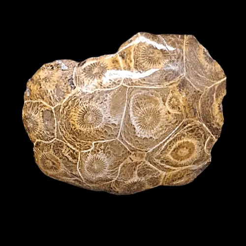 Hexagonaria Sp. - Polished