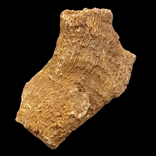 Thecosmilia annularis