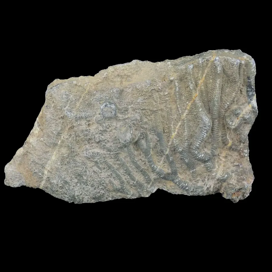 Crinoidal Limestone - Morocco