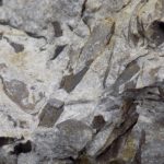 Fossiliferous-Sandstone-1.jpg