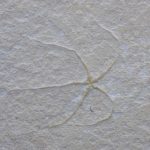 Geocoma-libanotica-Brittle-Star-2.jpg