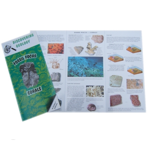 corals_fossil_focus_guide.jpg