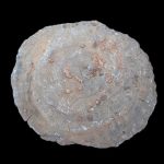 fossil_rugose_coral_phillipsastrea_ananas_display_piece_-_5.jpg