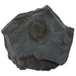 fossiliferous_shale_-_1_1.jpg